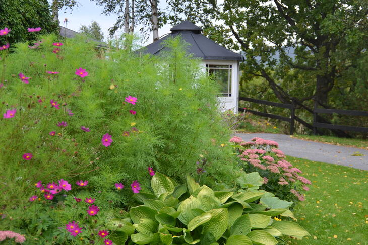 Sommerstue og blomster Sommerstue og blomster