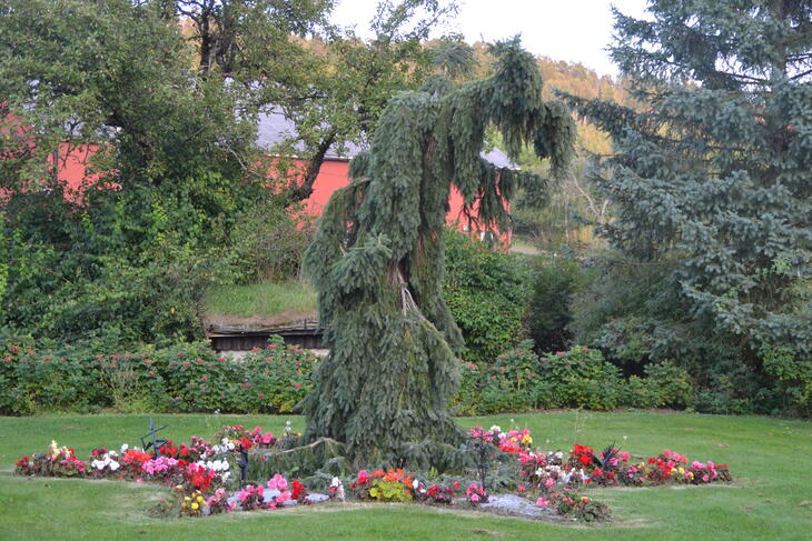 sommerblomster 