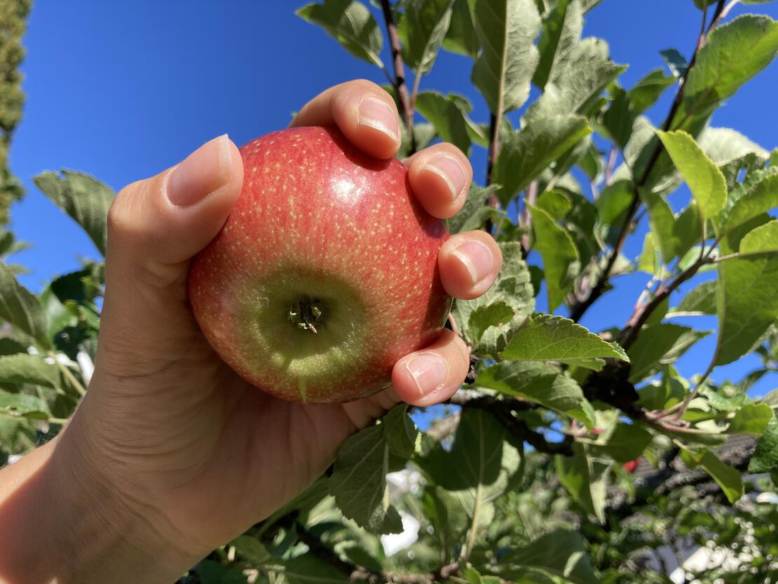 Eple plukket fra tre i hånden